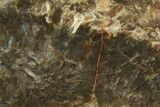 Polished, Jurassic Petrified Tree Fern (Osmunda) - Australia #185190-1